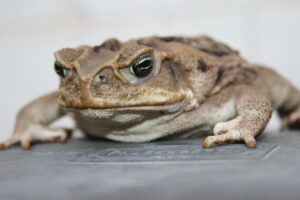 レーザー美顔器でメンズの肌荒れを改善する方法は？